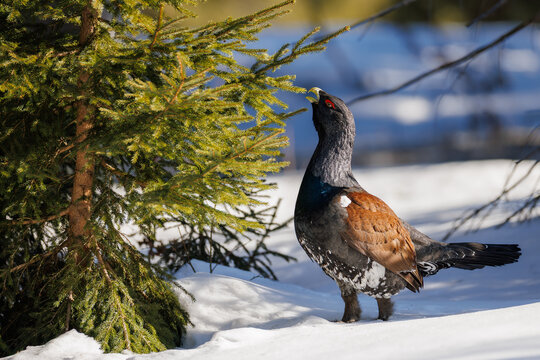 Western capercaillie (Tetrao urogallus) male in snowy forest habitat during winter, feeding on spruce needles in bright sunlight