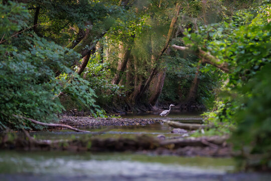 Grey heron (Ardea cinerea) standing in shallow forest stream, surrounded by lush green trees and branches in wild riparian habitat during summer evening light