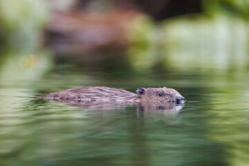 European beaver (Castor fiber) swimming in calm water near riverbank, partially submerged, with reflections and green vegetation in natural wild habitat © Branislav