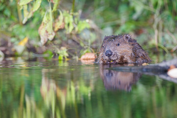 Fototapeta premium European beaver (Castor fiber) swimming in calm water near riverbank, partially submerged, with reflections and green vegetation in natural wild habitat