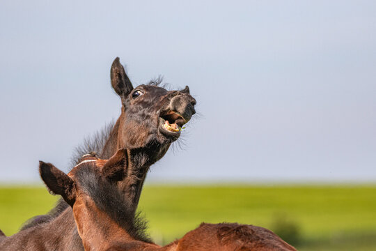 der frontal hoch erhobene Kopf eines jungen Rappfohlens  im Streit mit weit ge&ouml;ffnetem Maul wie zu einem Schrei und verdrehtem Auge in der Sonne auf der Koppel