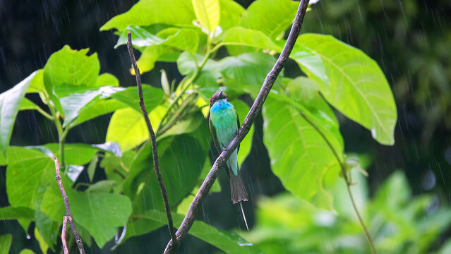 Tropical birds during a rainstorm during the monsoon season. Borneo. Blue-tailed Bee-eater (Merops philippinus) sits on branch monsoon gray day in January. Parallelism of events