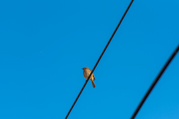 전선 위의 딱새 한 마리