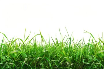 Obraz premium Grass green backgrounds outdoors.