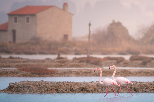 View of two pink flamingos gracefully wading through the shallow waters, framed by a rustic building with a red-tiled roof in the misty backdrop, Secovlje, Piran, Slovenia.
