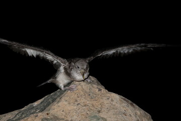 Fototapeta premium Juvenile Cory's shearwater Calonectris borealis preparing to take flight. Mogan. Gran Canaria. Canary Islands. Spain.