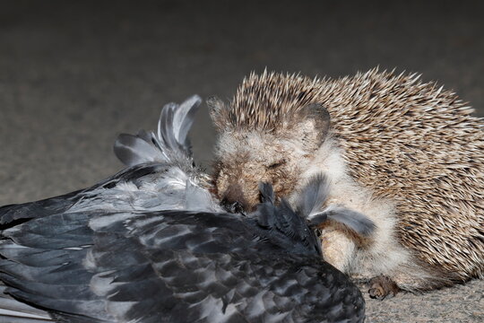 North African hedgehog Atelerix algirus devouring a domestic pigeon Columba livia. Las Palmas de Gran Canaria. Gran Canaria. Canary Islands. Spain.