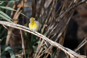 Male Atlantic Canary Serinus Canaria