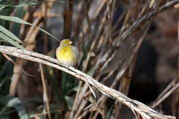 Male Atlantic Canary Serinus Canaria