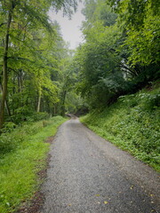 Obraz premium Path through a Forest in Germany