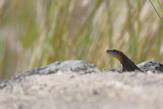 Juvenile Gran Canaria giant lizard Gallotia stehlini. Las Palmas de Gran Canaria. Gran Canaria. Canary Islands. Spain.