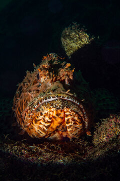 Dramatic close-up portrait of a Red Scorpionfish (Scorpaena scrofa) on a dark background underwater