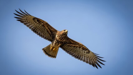 Obraz premium Majestic hawk soaring through clear blue sky with outstretched wings on a sunny day