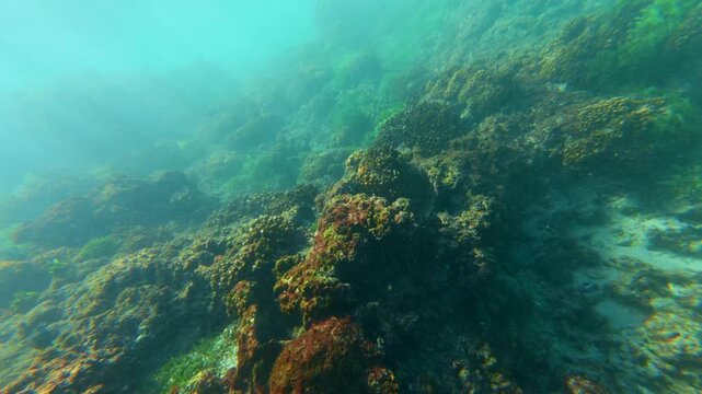 Rocky reef covered in brown coral and green marine algae under clear Pacific Ocean waters near La Morita beach, Mexico.