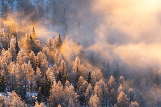 View of sun-kissed frosted trees pierce through swirling mists in a serene winter landscape, Srednja vas v Bohinju, Radovljica, Slovenia.