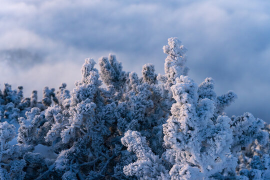 View of snow-kissed trees rise against a backdrop of soft, ethereal clouds, creating a dreamy winter wonderland, Srednja vas v Bohinju, Slovenia.