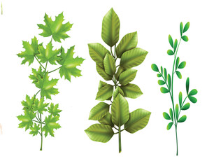 Set of green leaves isolated on white background