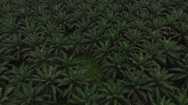 top-down aerial view capturing the intricate patterns and vibrant textures of the Sao Tome rainforest canopy green palm coconut tree rainforest