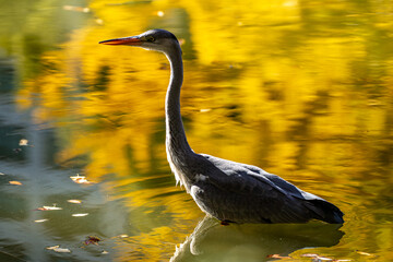 a grey heron in autumn

