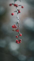 red berries on a branch covered with frost and snow