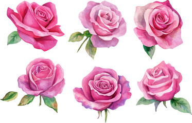 set of pink roses
