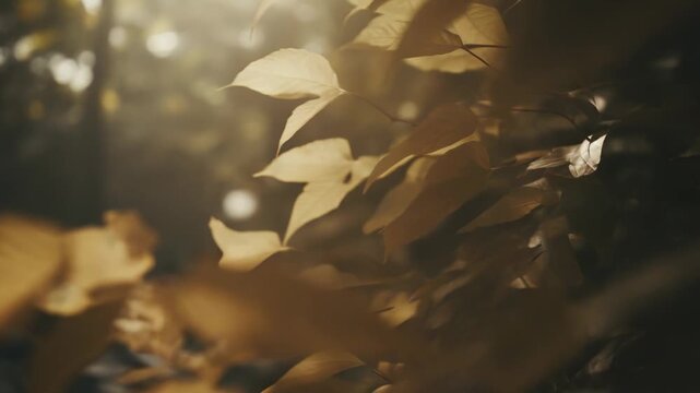 Autumn leaves on branches showing seasonal textures and changing hues, illuminated by gentle sun rays filtering through the faded foliage, creating a tranquil and atmospheric background scene