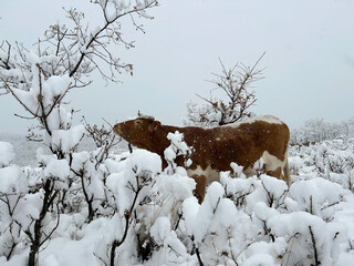 ganado vacuno el un paisaje nevado