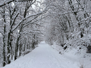 Obraz premium paseo en la naturaleza en un paisaje nevado y frio