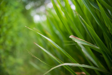 Abstract natural green bokeh background with soft sunlight filtering through trees.