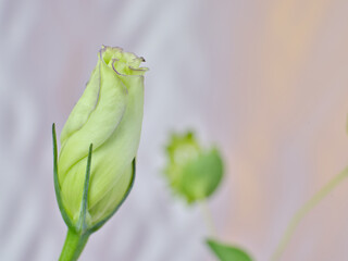 綺麗なトルコギキョウのつぼみ