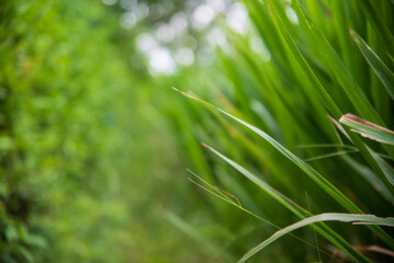 Abstract natural green bokeh background with soft sunlight filtering through trees.