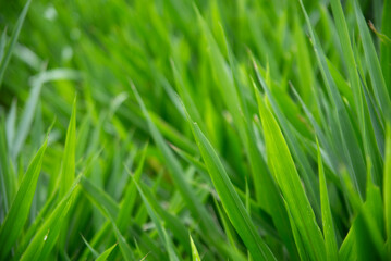 Obraz premium Abstract natural green bokeh background with soft sunlight filtering through trees.