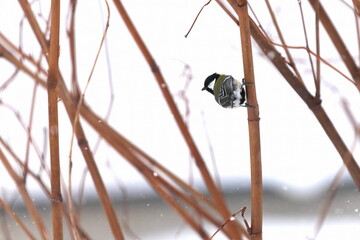 冬毛のシジュウカラ
