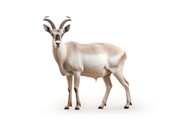Fototapeta premium Addax Antelope wildlife antelope animal.