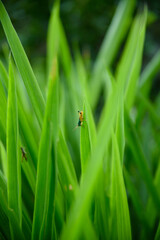 A small green grasshopper perched on a blade of bright green grass in a meadow.