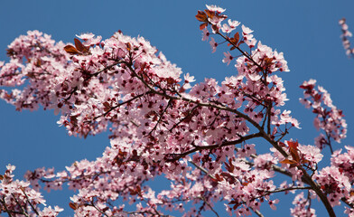 Pink cherry flowers