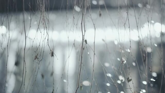Bare tree branches with a few dried leaves hanging downward, contrasting with bright bokeh circles reflecting on a calm water surface, creating a peaceful and serene natural background