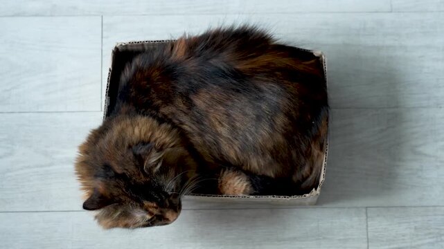 Domestic tortoiseshell cat comfortably curled up inside a small cardboard box on a light wooden floor, showcasing a cozy resting position in a home setting