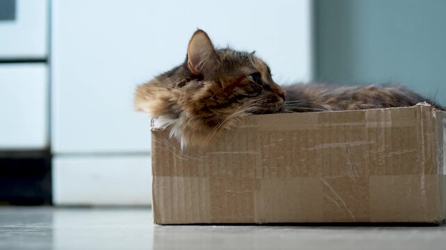 Domestic tortoiseshell cat comfortably curled up inside a small cardboard box on a light wooden floor, showcasing a cozy resting position in a home setting