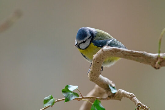 Blue tit Cyanistes caeruleus perched on a branch