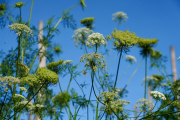 Obraz premium Clean wildflower umbels reaching toward a clear blue sky. Minimal nature background with fresh green stems and soft white blossoms ideal for spring, summer, beauty, wellness, eco, and organic design.