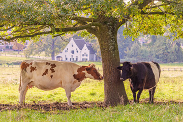 Autumn view of the Dutch Sonsbeek city park in Arnhem with two cows in front