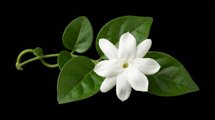 Obraz premium Isolated white jasmine on black background. Springtime