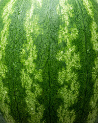Detail of the texture and pattern of a watermelon peel