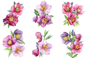 Fototapeta premium Hellebore purple blossoms watercolor floral cluster with buds and green leaves isolated on white background for winter wedding