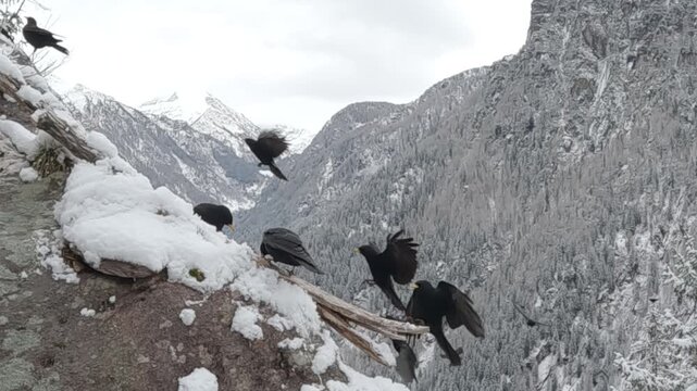 Gracchio alpino &ndash; Alpine chough &ndash; Pyrrhocorax graculus	