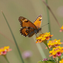 Obraz premium Meadow brown butterfly sipping nectar from a flower