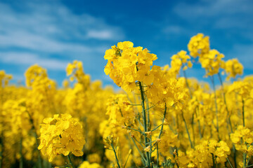 Obraz premium Vast Field of Yellow Rapeseed Flowers Under a Blue Sky with Clouds