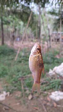Close-Up of a Live Wader Fish (silver rasbora) Hanging on a Fishing Hook and Moving, Outdoor Fishing Activity Video Footage