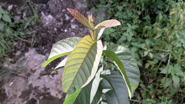 Close-Up of Young Guava Leaf Shoots (Psidium guajava) Fresh and Growing, Tropical Plant Video Footage